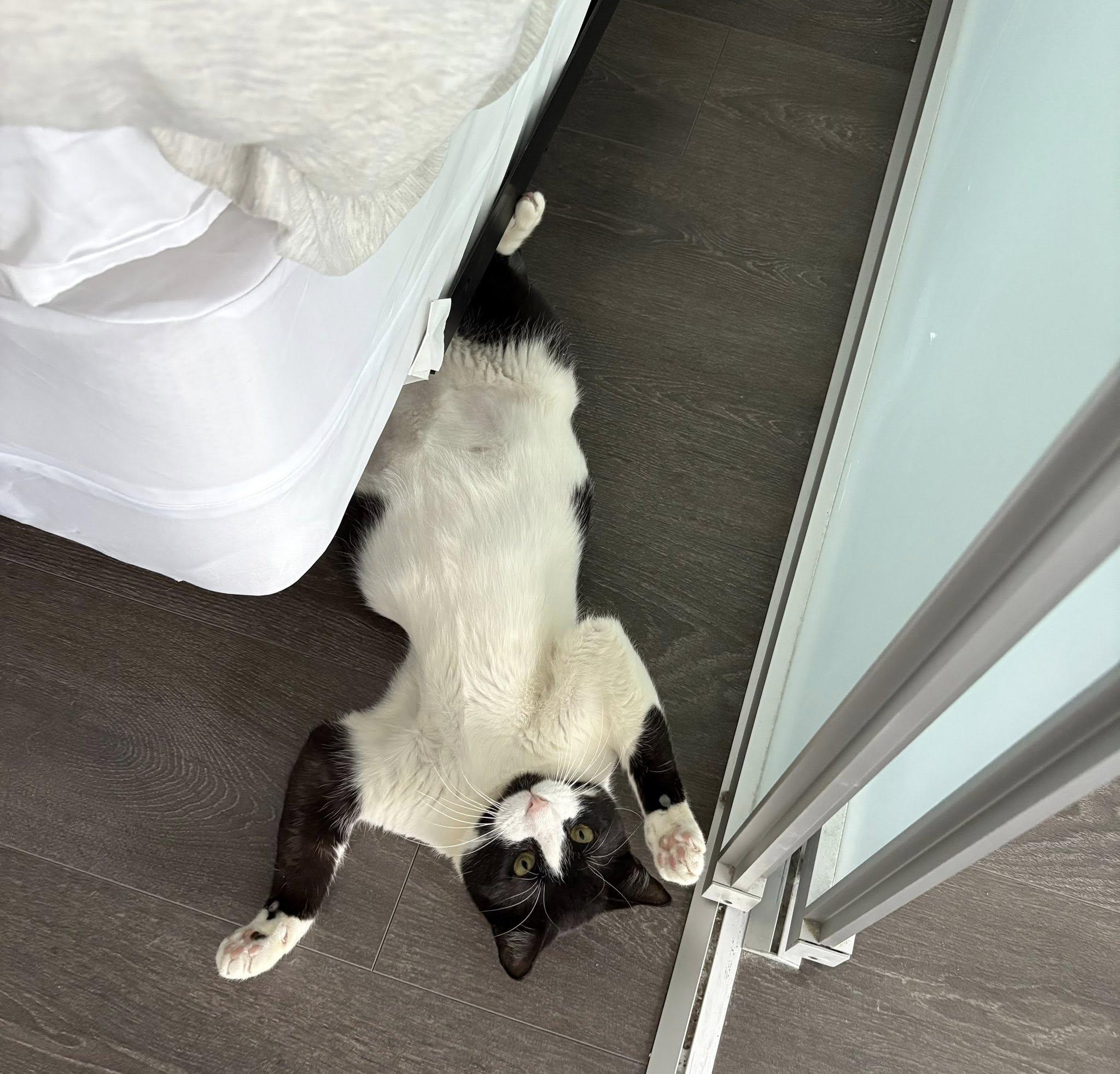 Enlarge Otis, a Adoptable mixed breed in Toronto, ON image 4/6