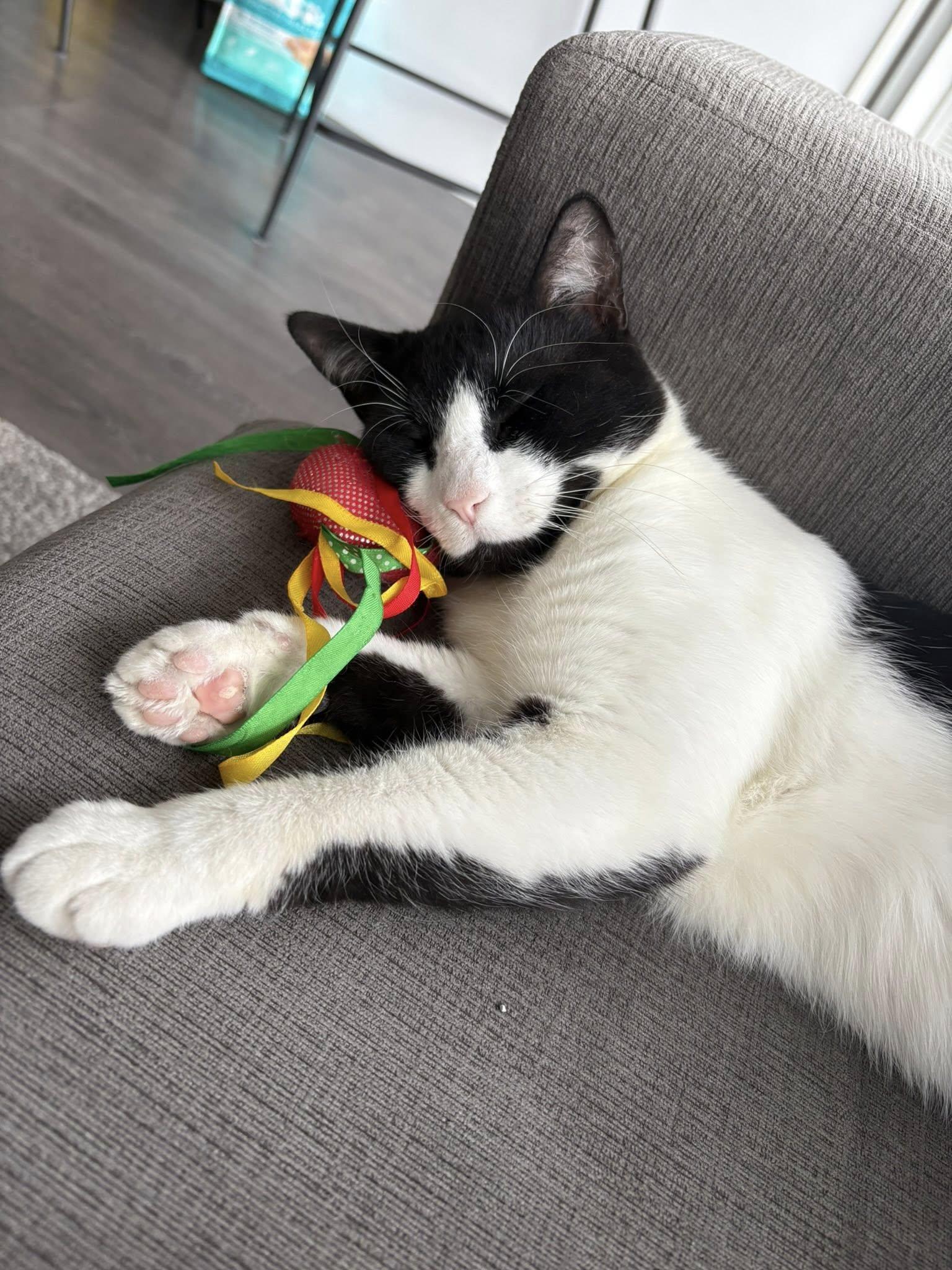 Enlarge Otis, a Adoptable mixed breed in Toronto, ON image 5/6