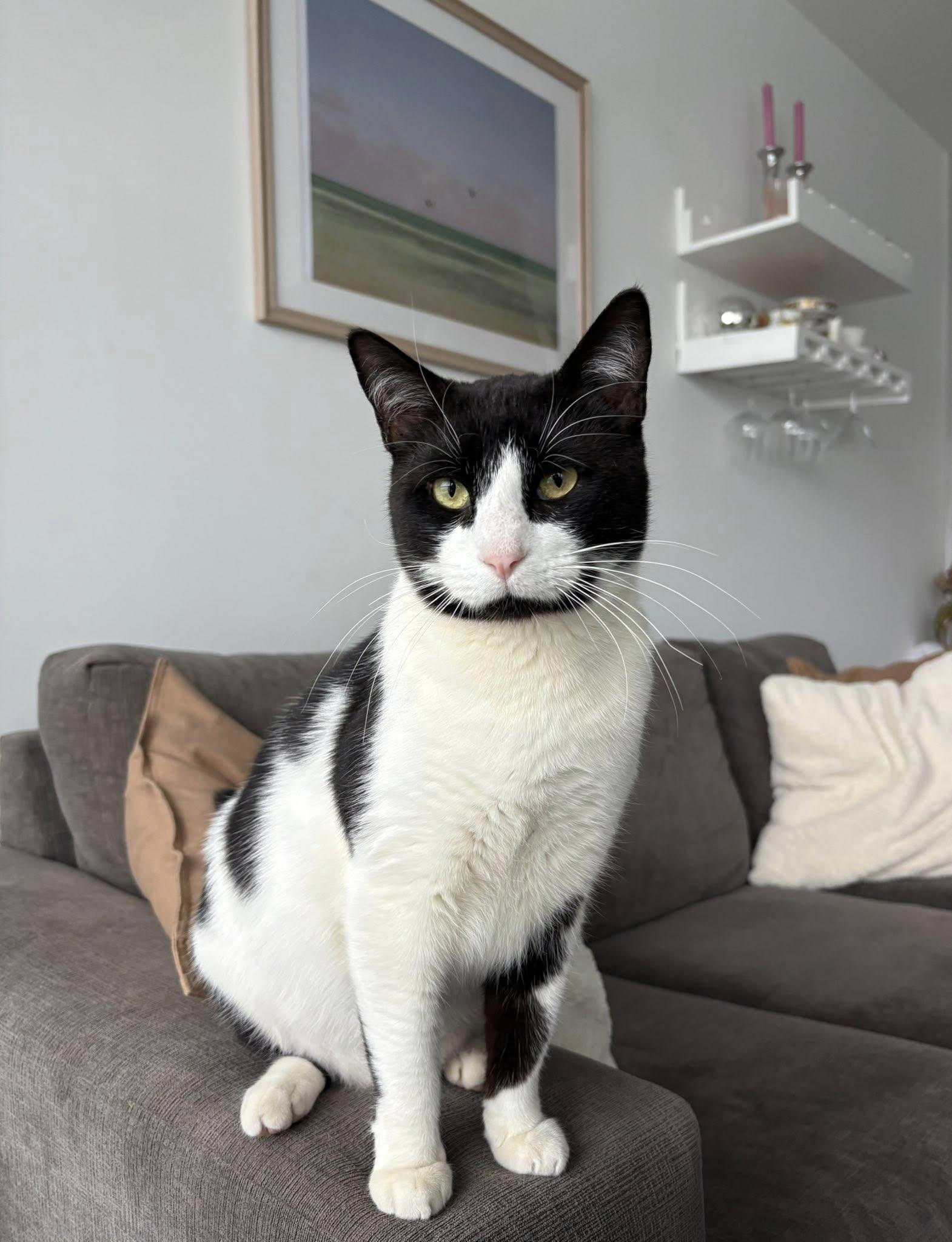 Enlarge Otis, a Adoptable mixed breed in Toronto, ON image 1/6