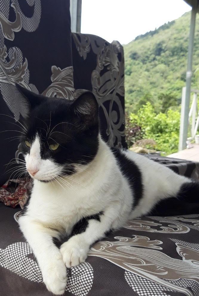 Otis, Adoptable, Adult Male American Shorthair.