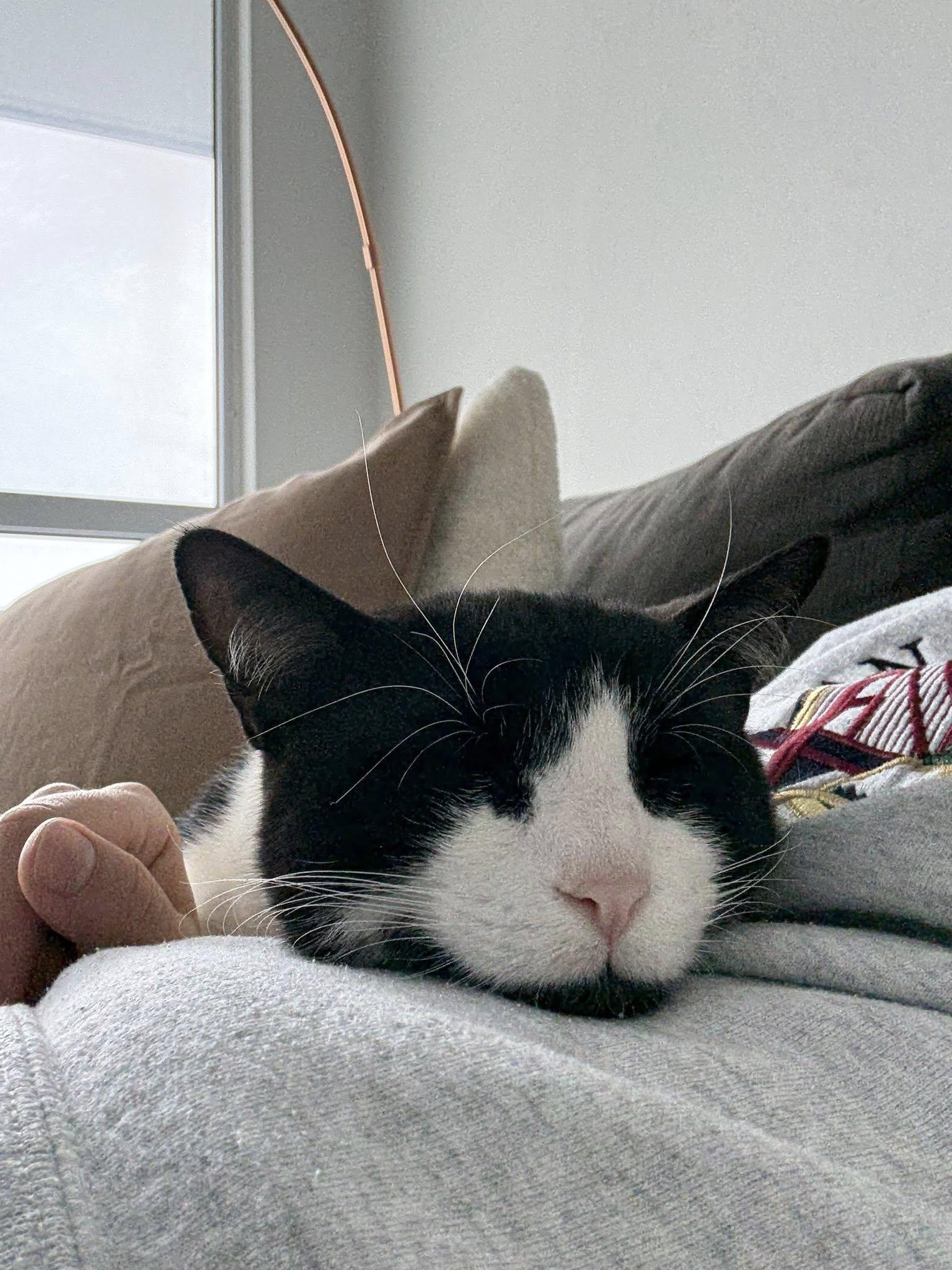 Enlarge Otis, a Adoptable mixed breed in Toronto, ON image 3/6