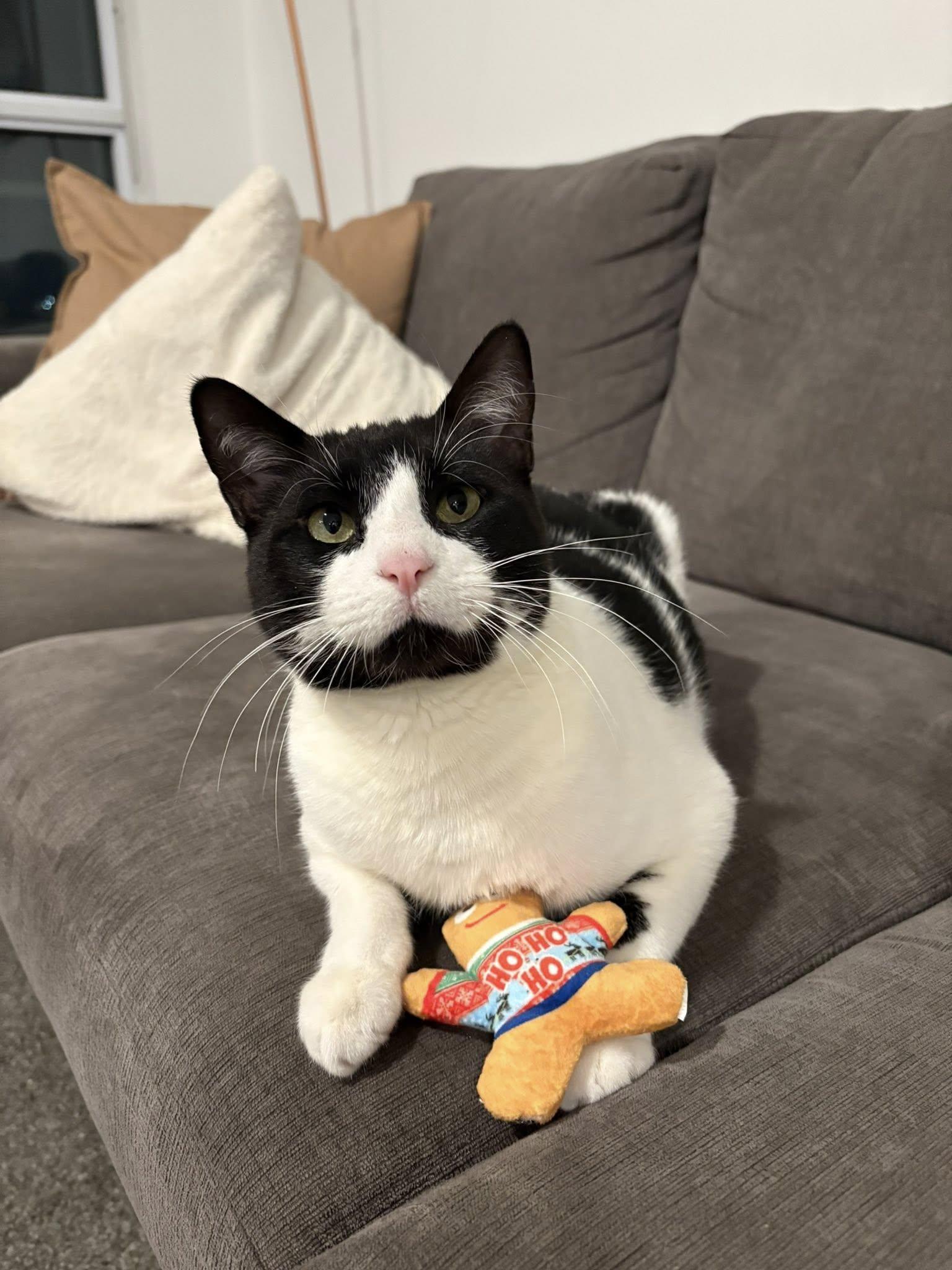 Enlarge Otis, a Adoptable mixed breed in Toronto, ON image 2/6