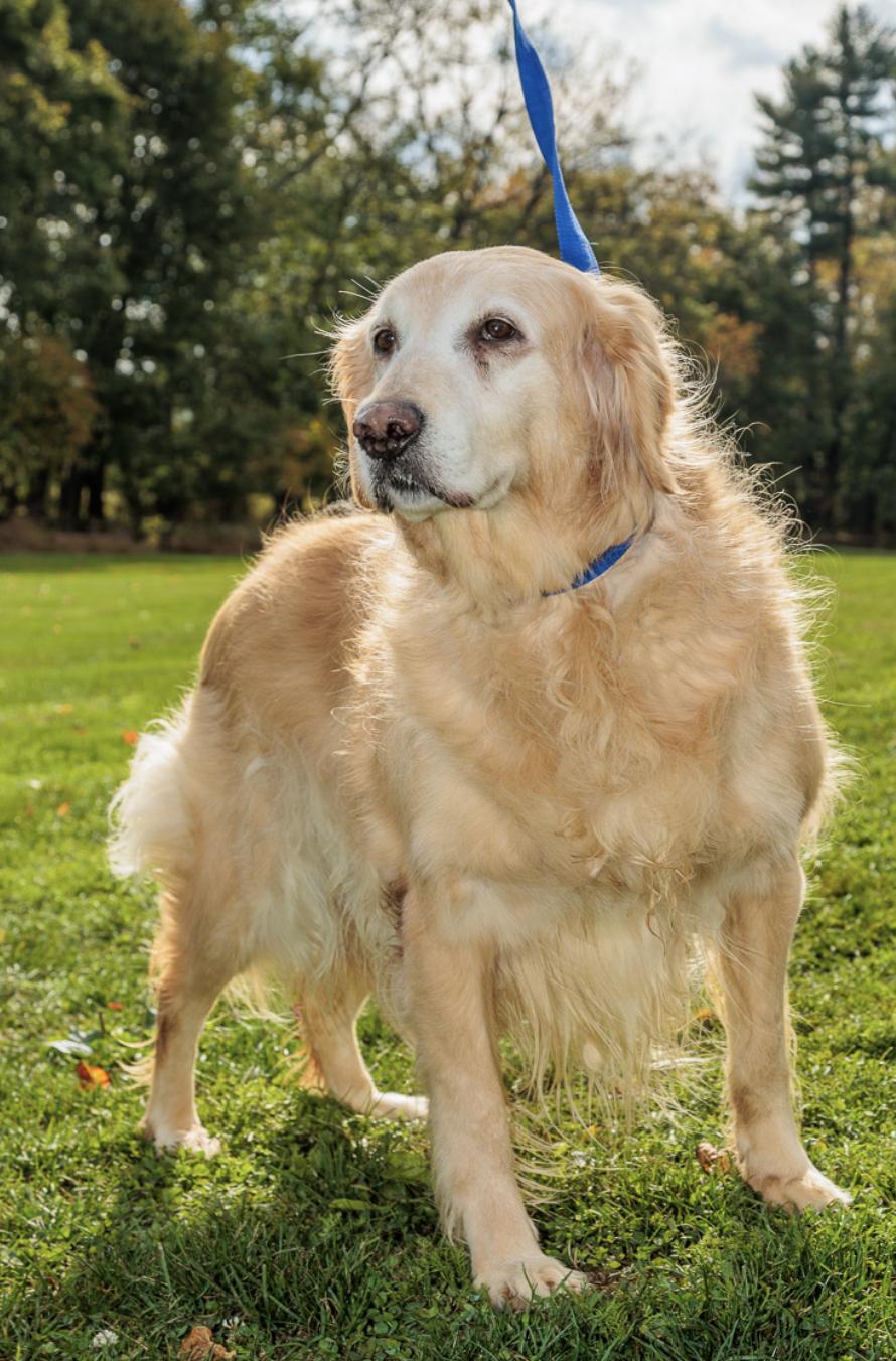 Enlarge Ember, an adopted Golden Retriever in Chester Springs, PA image 1/3