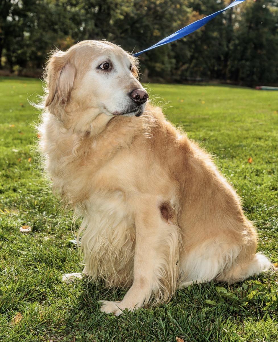 Enlarge Ember, an adopted Golden Retriever in Chester Springs, PA image 2/3