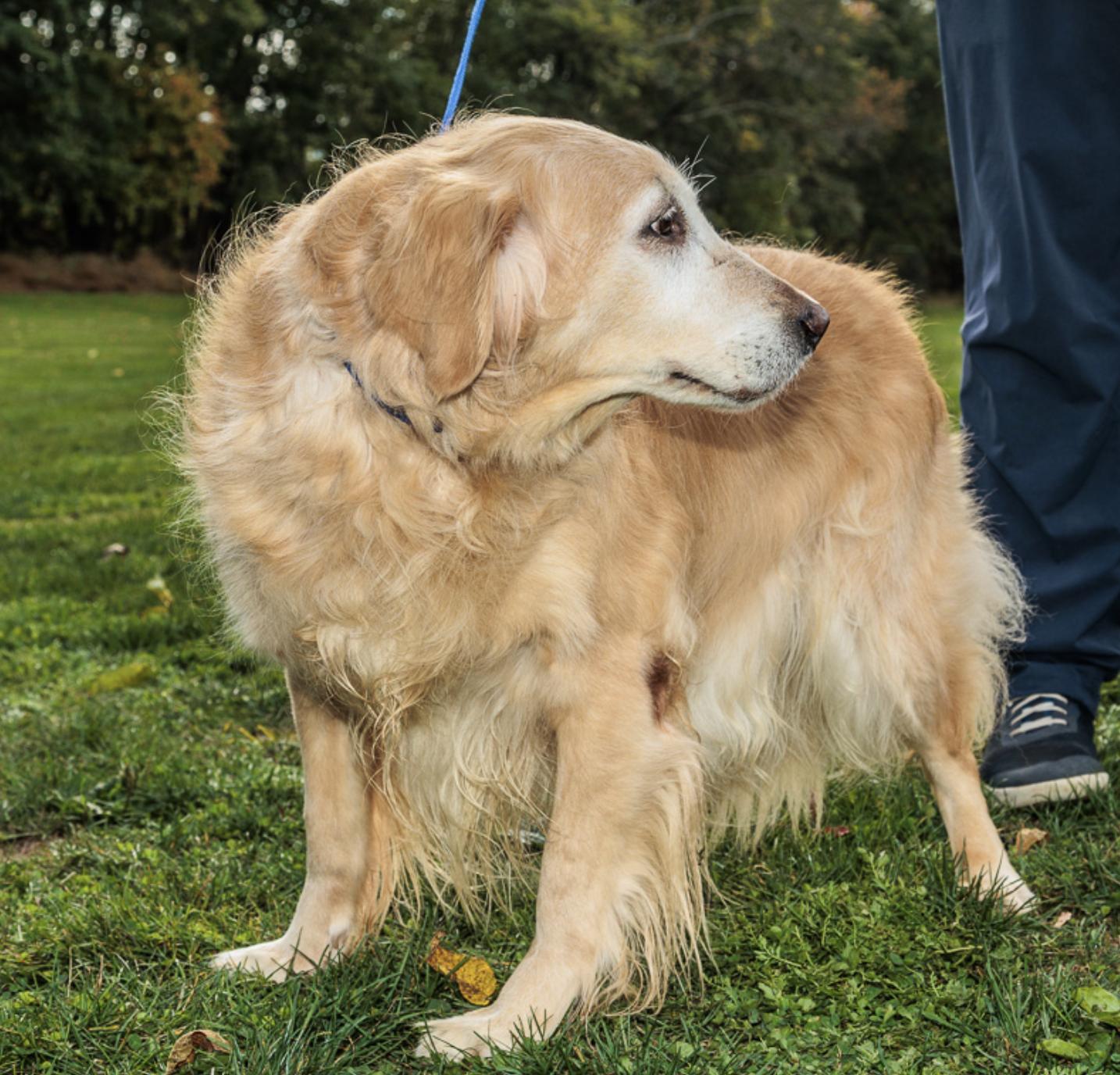 Enlarge Ember, an adopted Golden Retriever in Chester Springs, PA image 3/3