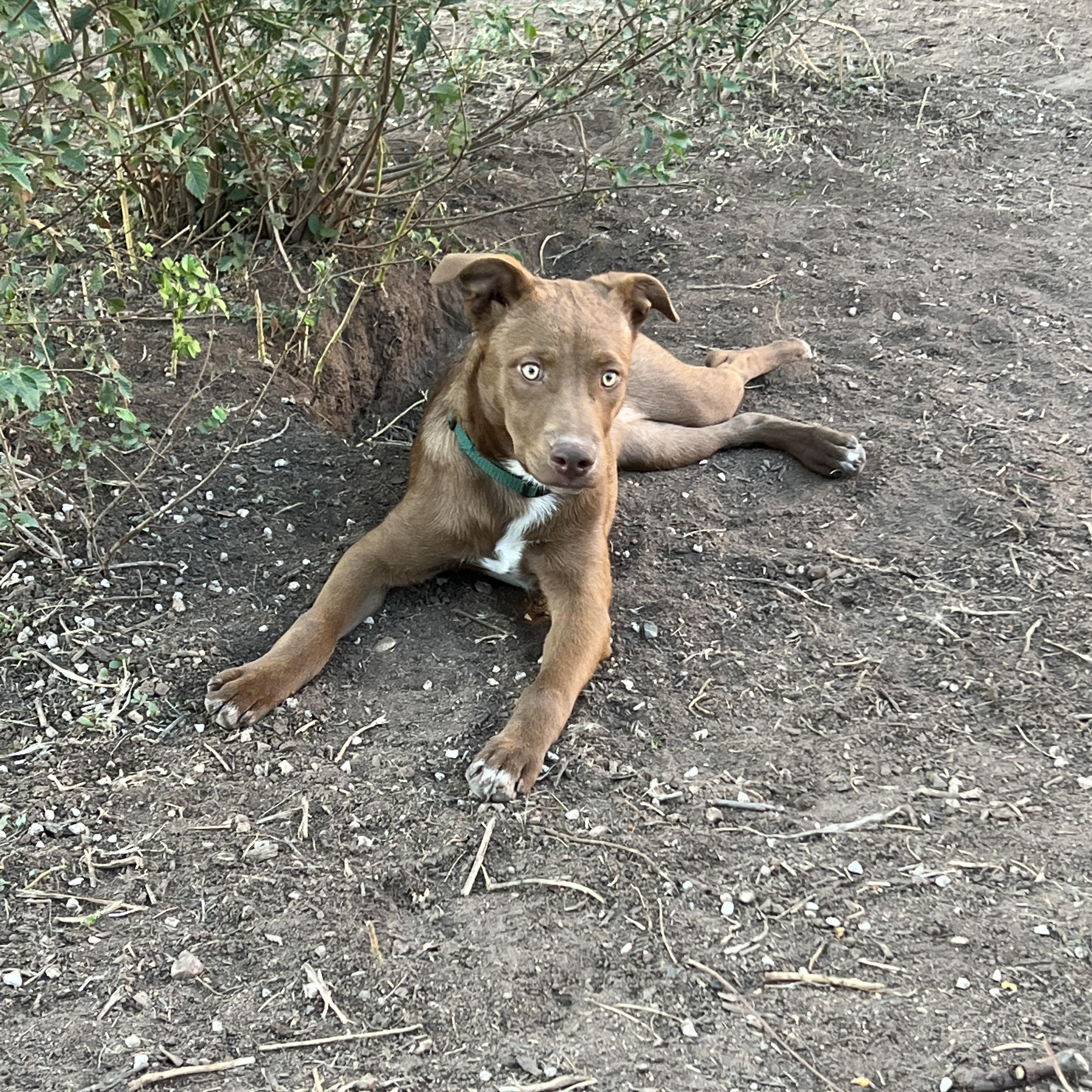 Hazel