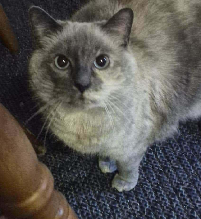 Snowflake, a Adoptable Domestic Medium Hair in River Falls, WI image 3/3