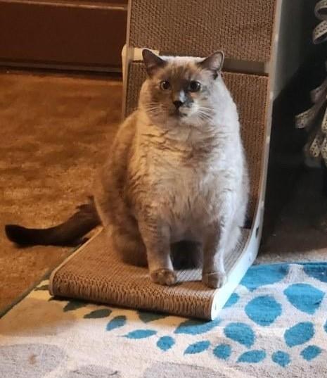 Snowflake, Adoptable, Adult Female Domestic Medium Hair.