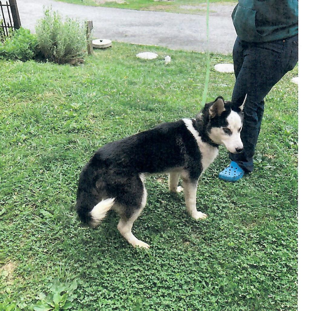 Simba, a Adoptable Husky in Salem, WV image 2/2