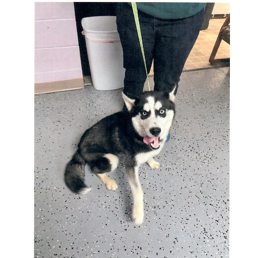 Simba, a Adoptable Husky in Salem, WV image 1/2