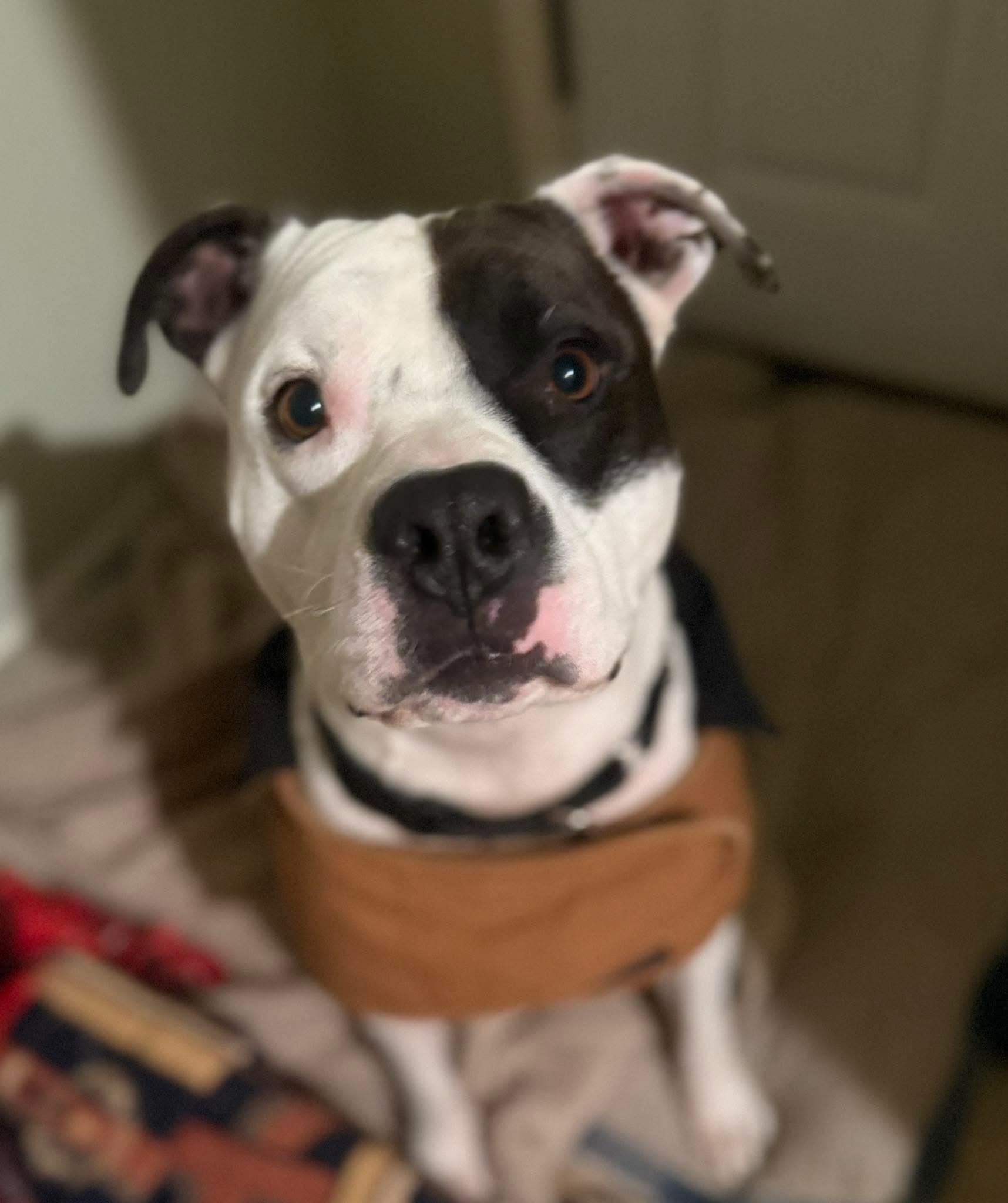 Petey, a Adoptable mixed breed in Danbury, CT image 2/4