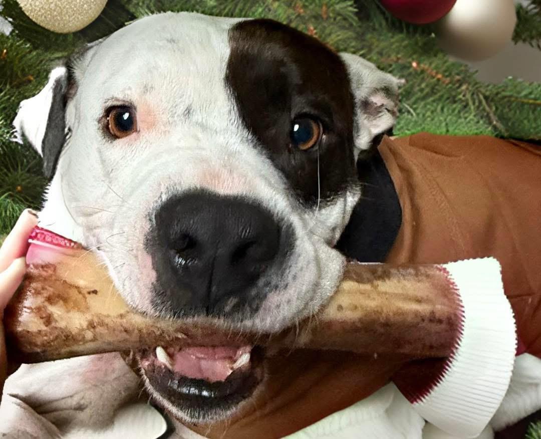 Petey, Adoptable, Adult Male American Staffordshire Terrier.