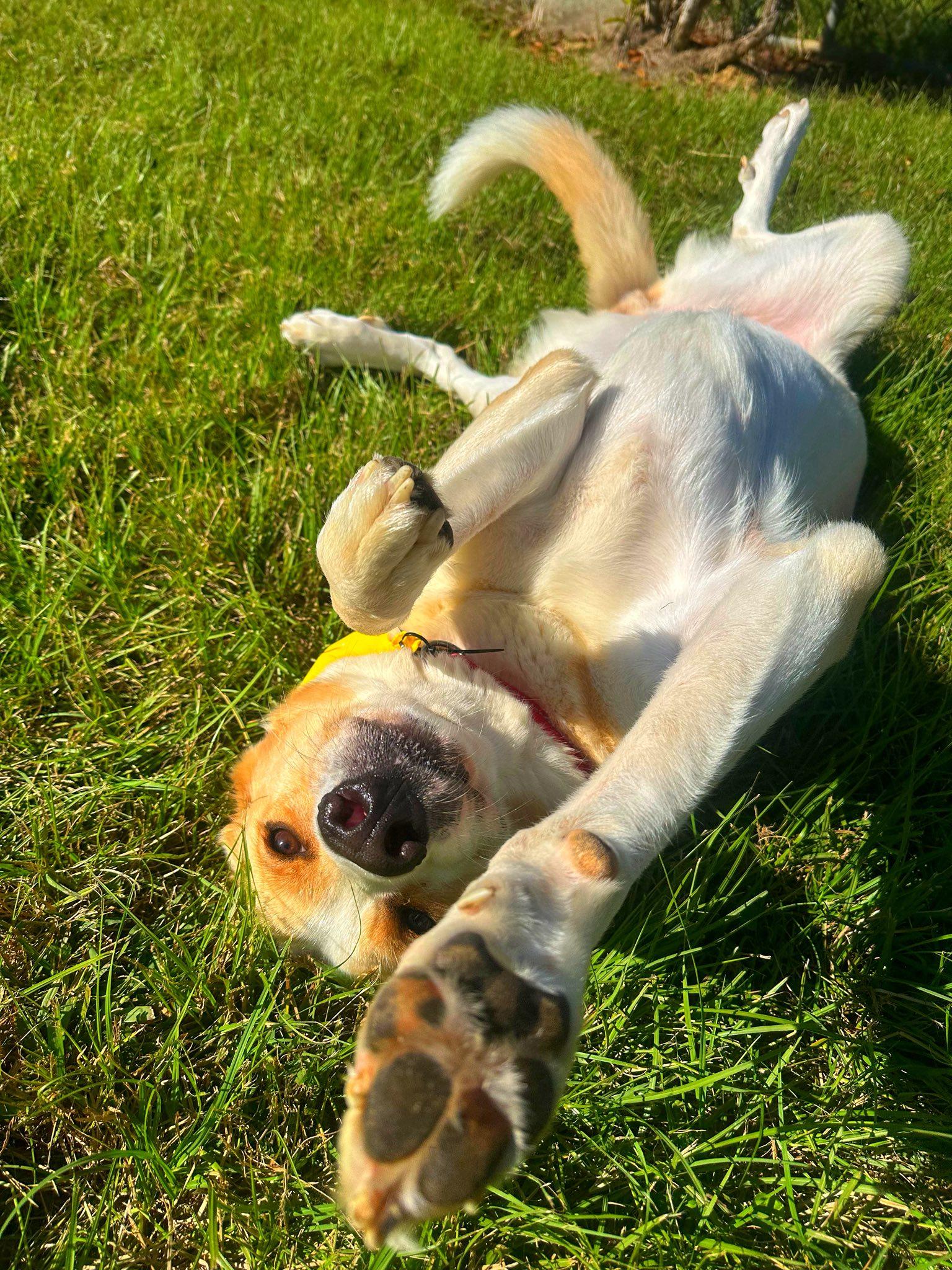 Enlarge Sheba, a Adoptable Labrador Retriever in Jackson, MS image 1/1