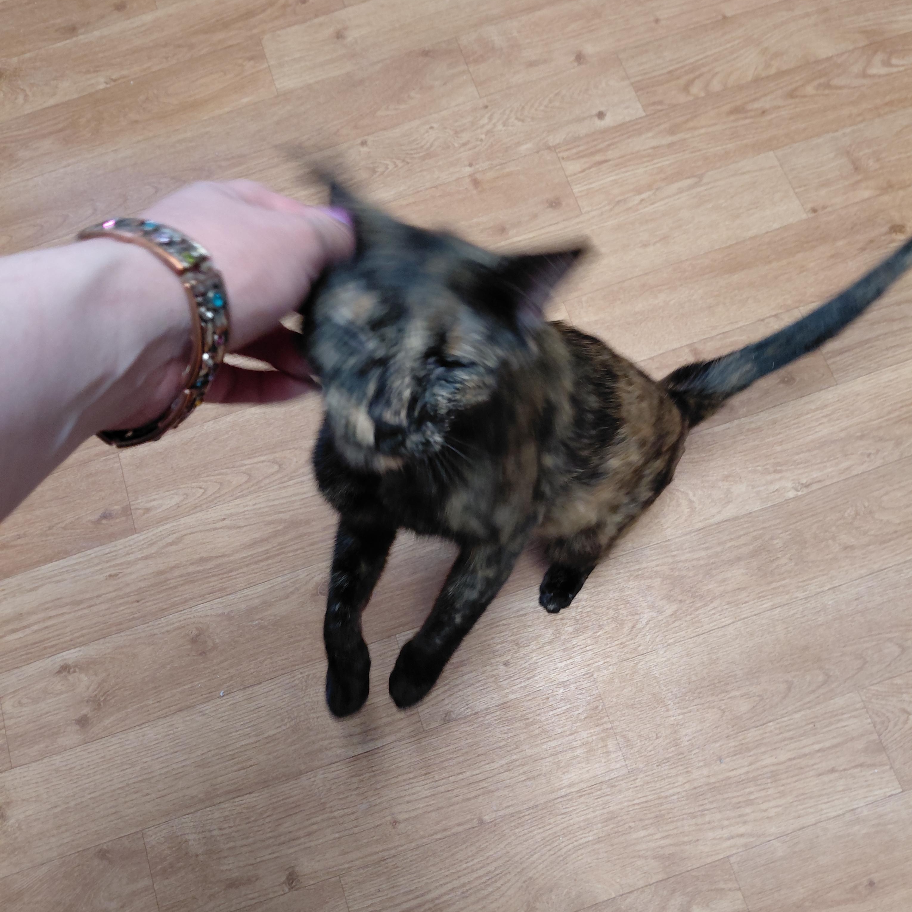 Enlarge Paisley, a ADOPTABLE Domestic Short Hair in Littleton, NH image 3/4