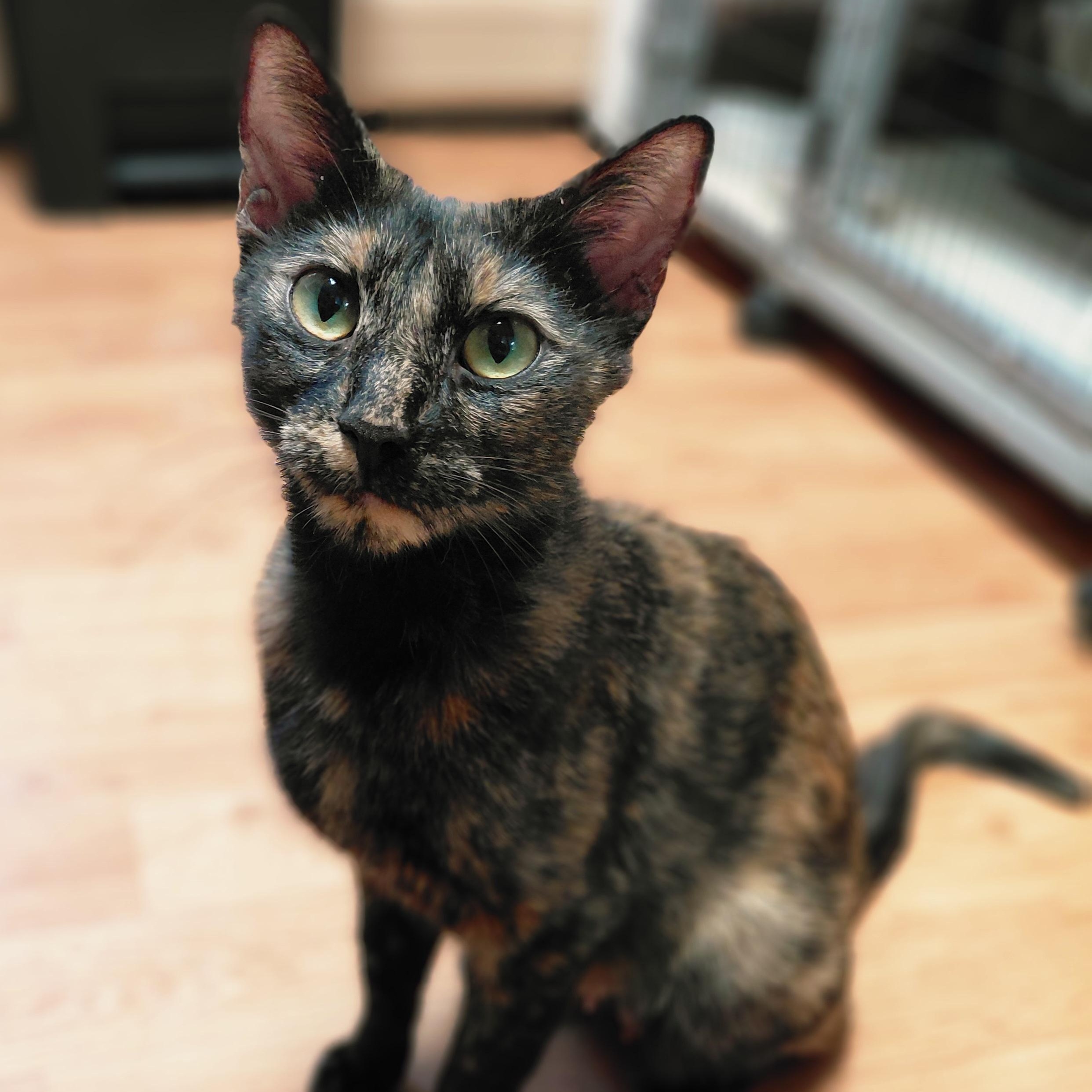 Paisley, ADOPTABLE, Adult Female Domestic Short Hair.
