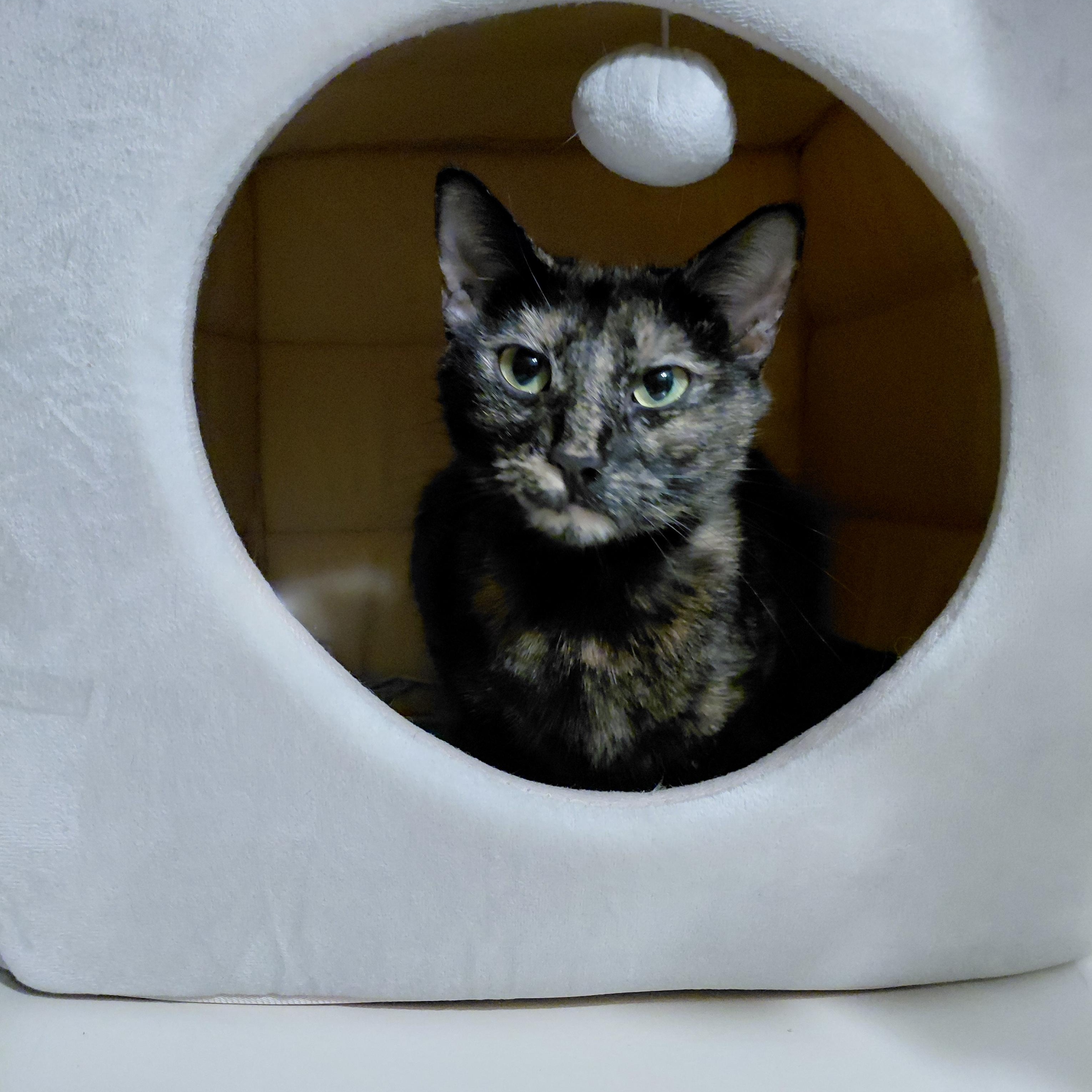 Paisley, an adopted Domestic Short Hair in Littleton, NH image 5/5