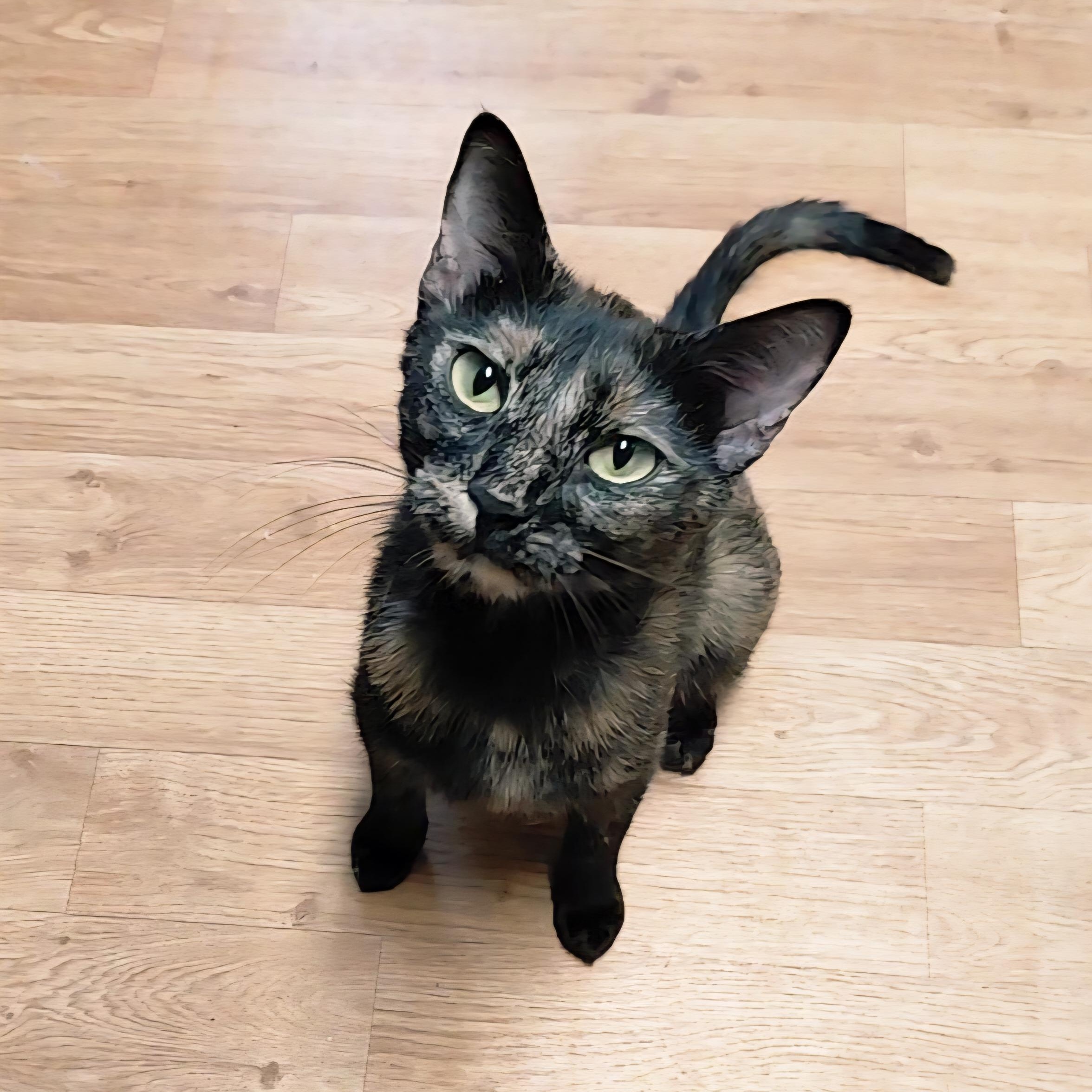 Enlarge Paisley, a ADOPTABLE Domestic Short Hair in Littleton, NH image 2/4