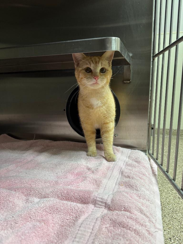 Enlarge Darcy, a Adoptable mixed breed in Great Bend, KS image 1/1