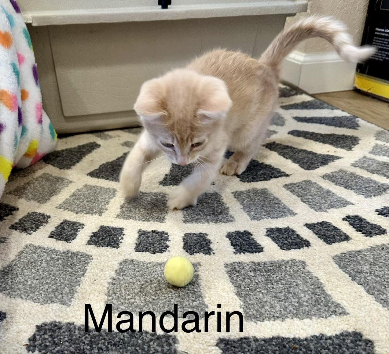 Mandarine, Adopted, Young Male Domestic Short Hair.