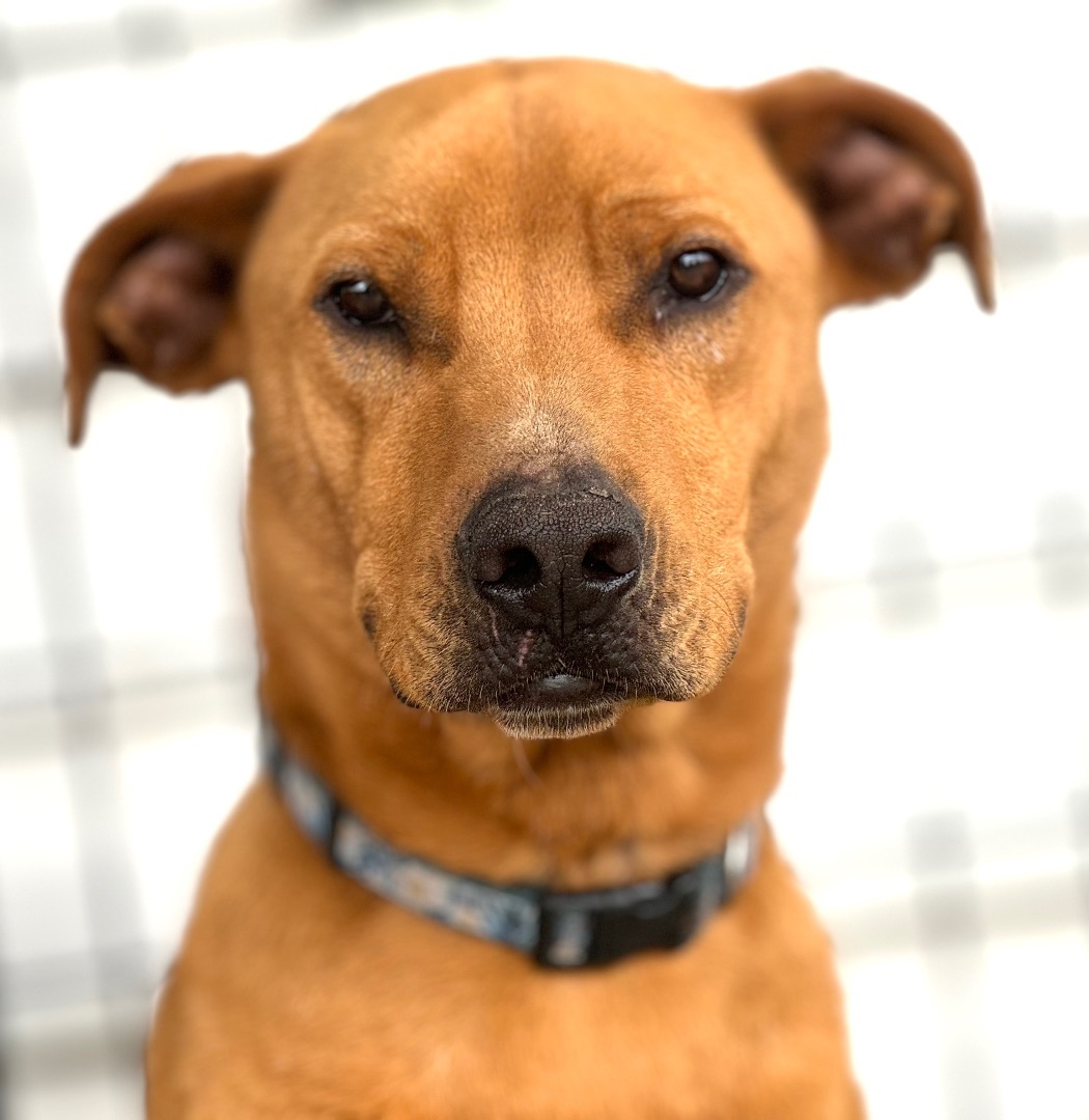 Chester, a Adoptable mixed breed in Madisonville, TX image 1/5