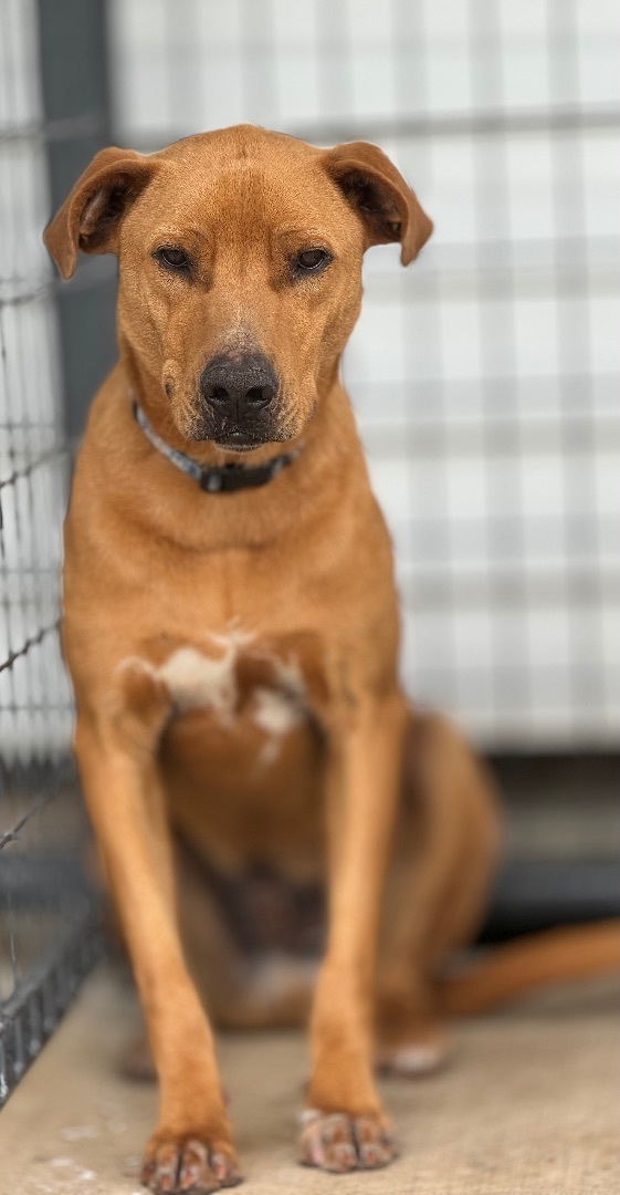 Chester, a Adoptable mixed breed in Madisonville, TX image 2/5