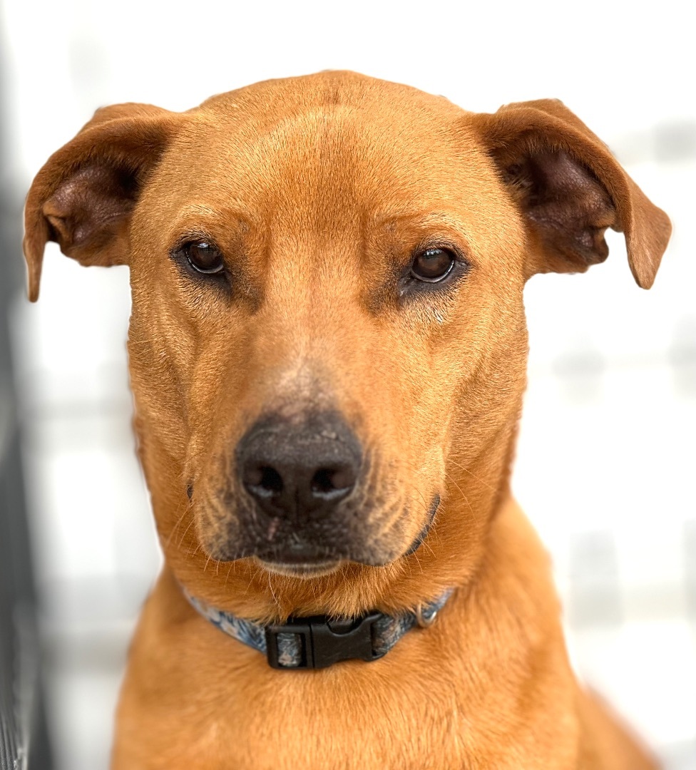Chester, a Adoptable mixed breed in Madisonville, TX image 3/5