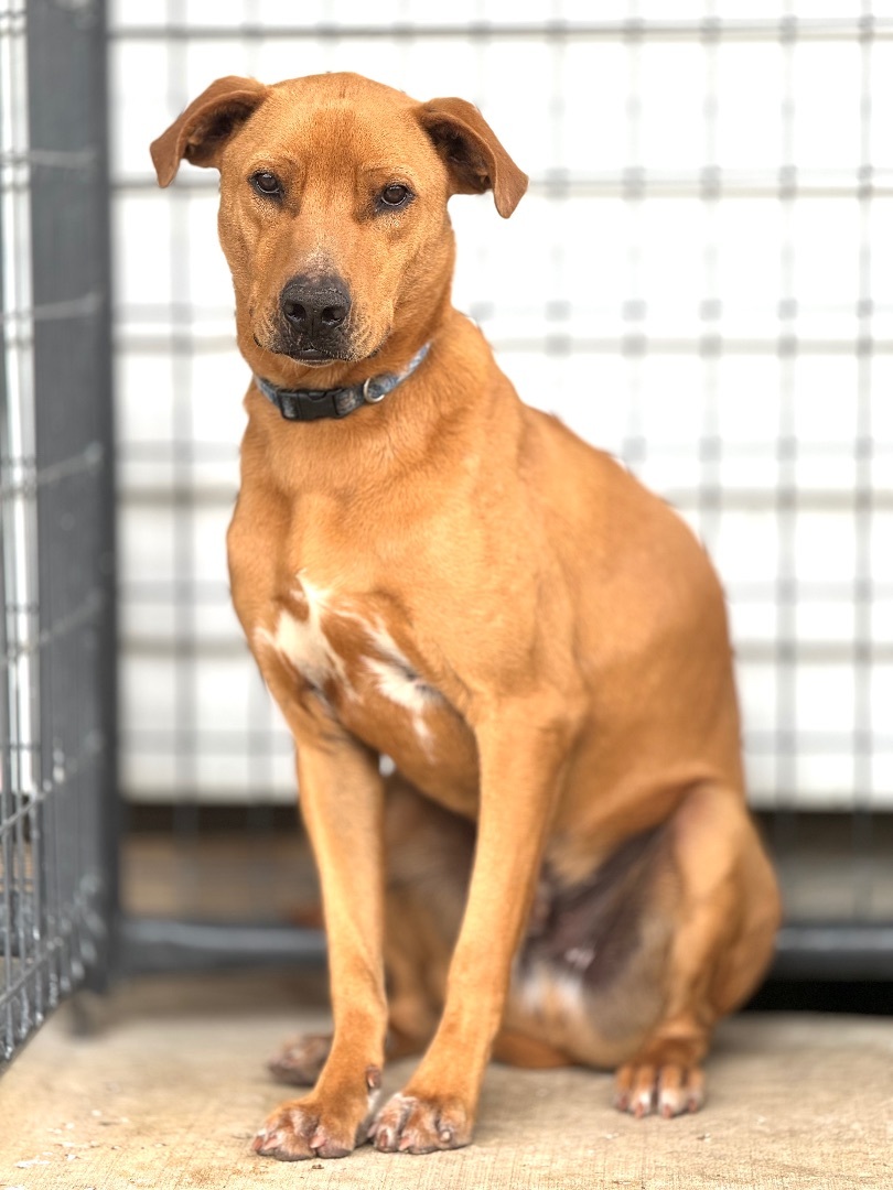 Chester, a Adoptable mixed breed in Madisonville, TX image 5/5