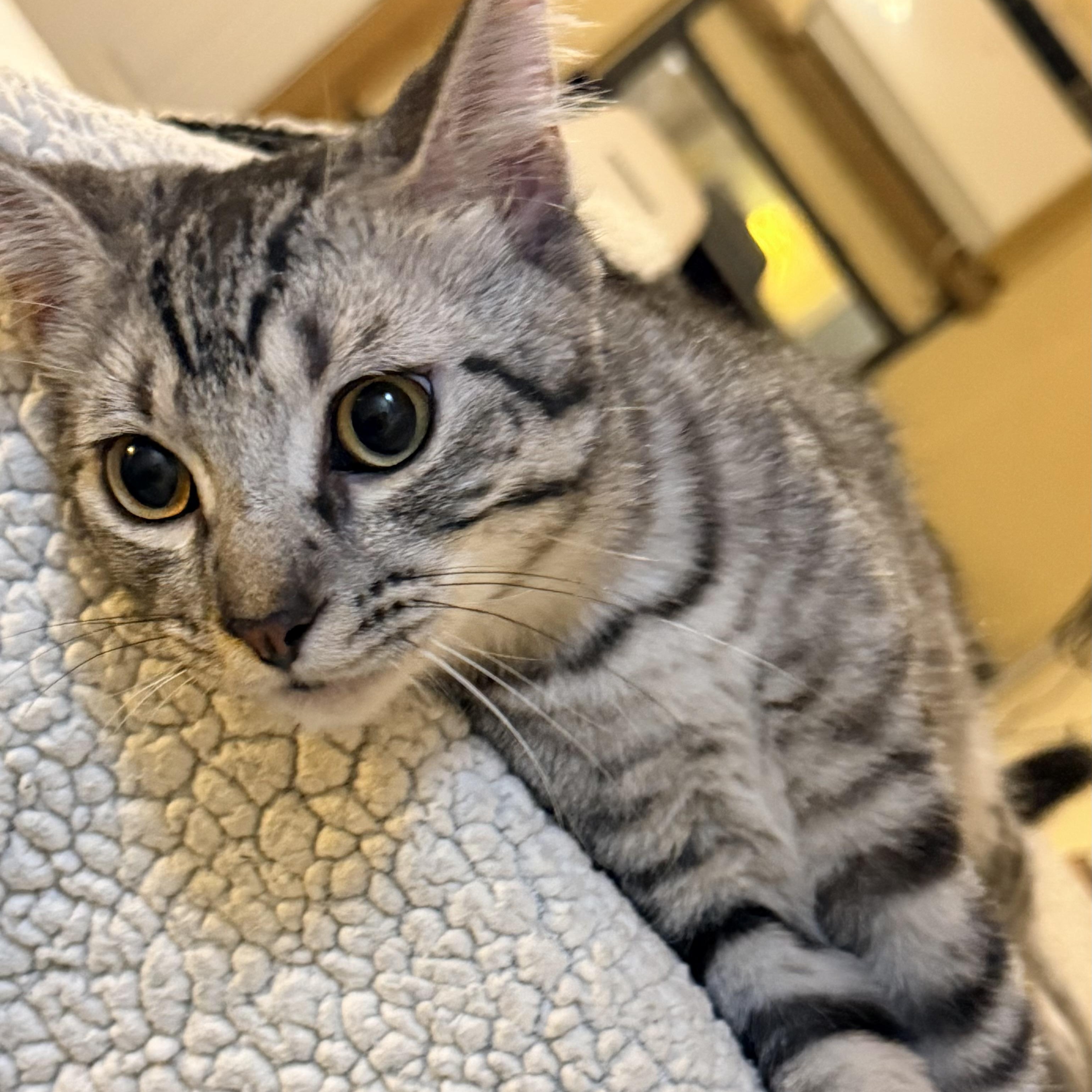 Enlarge Niko, a Adoptable mixed breed in Latham, NY image 4/6