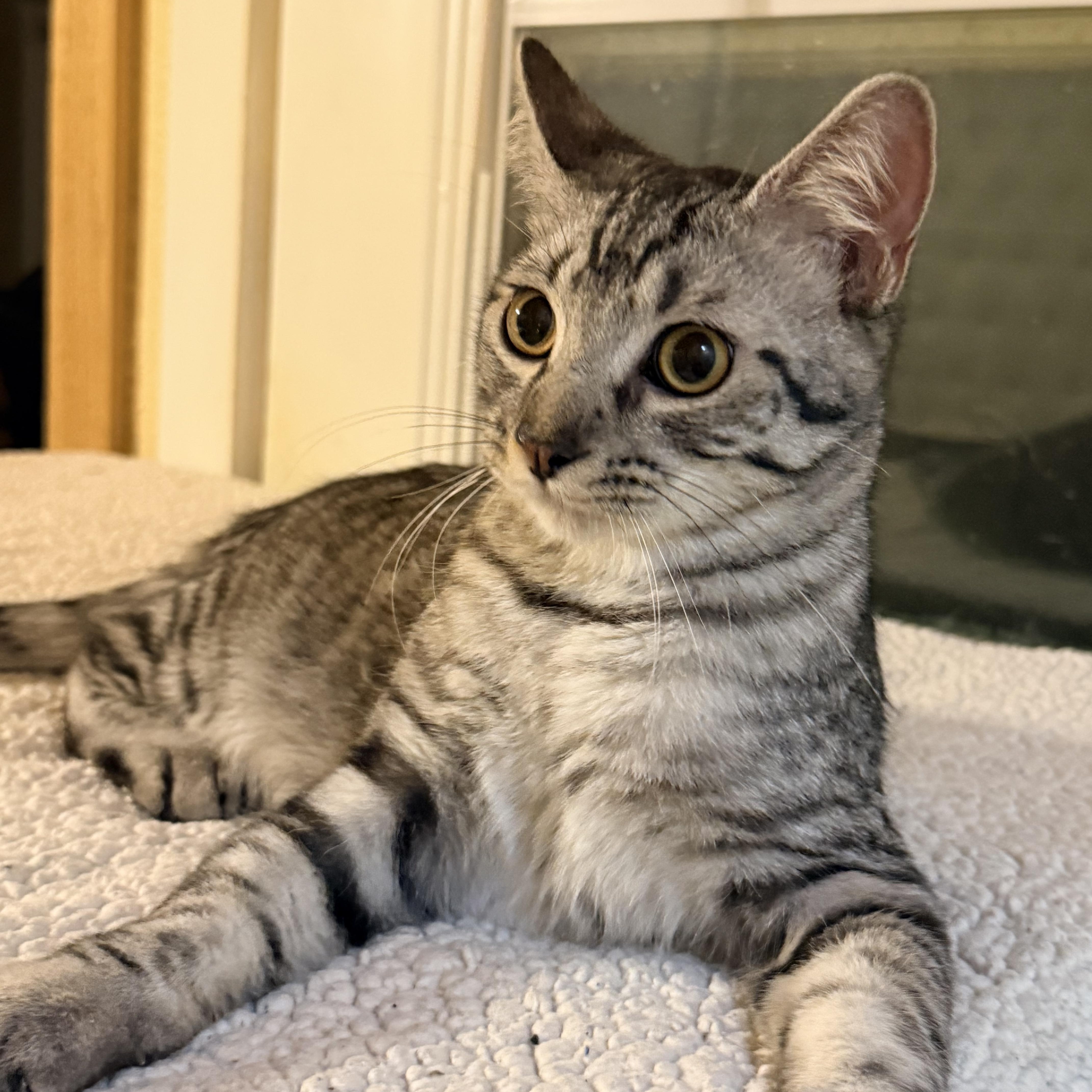 Enlarge Niko, a Adoptable mixed breed in Latham, NY image 2/6