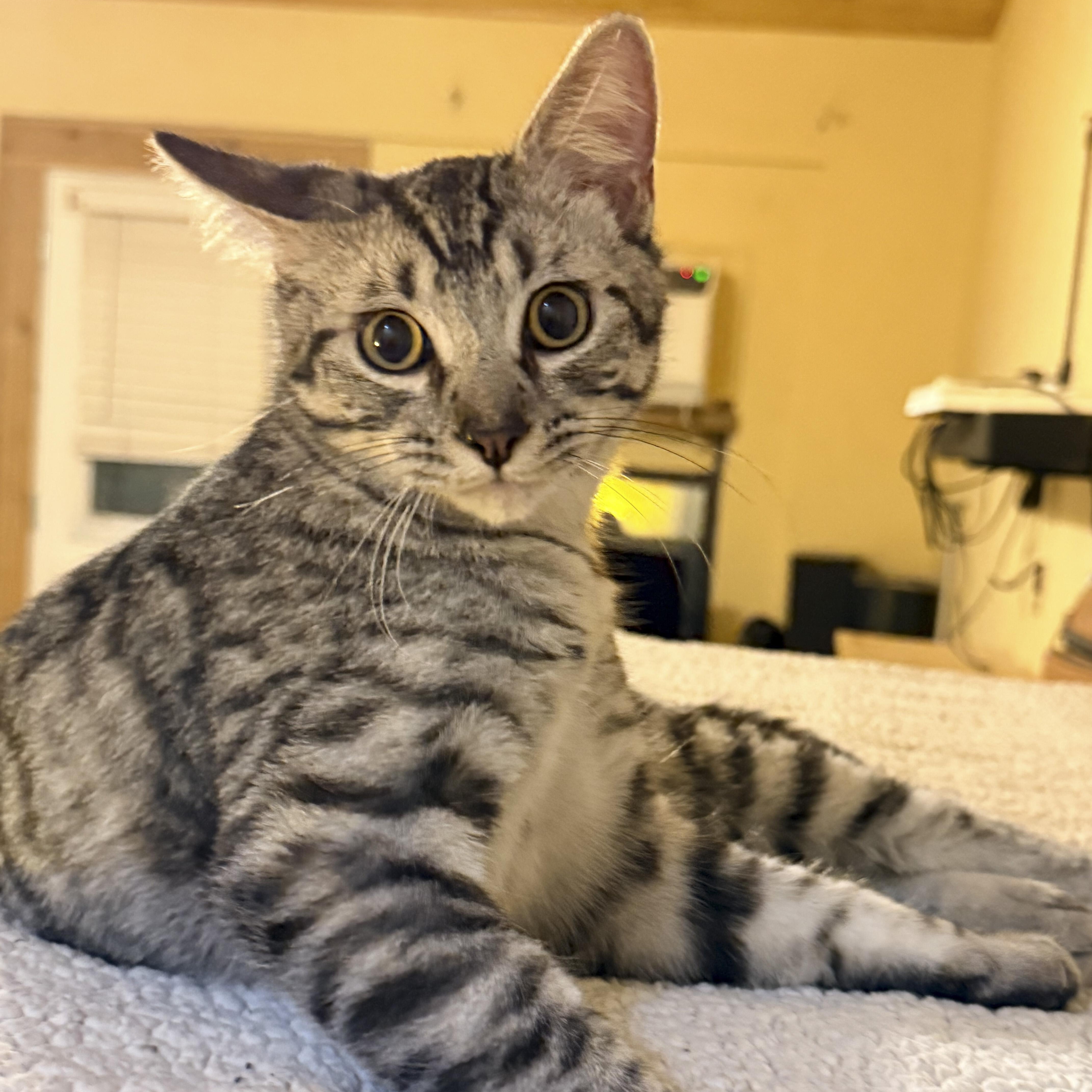 Niko, Adoptable, Kitten Male Domestic Short Hair & Tabby.