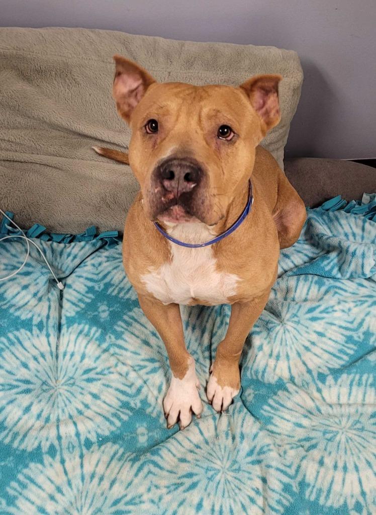 Geo-Dude, Adoptable, Adult Male Pit Bull Terrier & Mixed Breed.