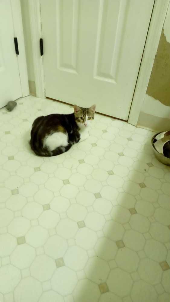 Enlarge Niko, a Adoptable Domestic Short Hair in Fayetteville, TN image 1/4