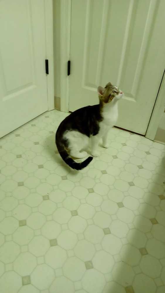 Enlarge Niko, a Adoptable Domestic Short Hair in Fayetteville, TN image 2/4