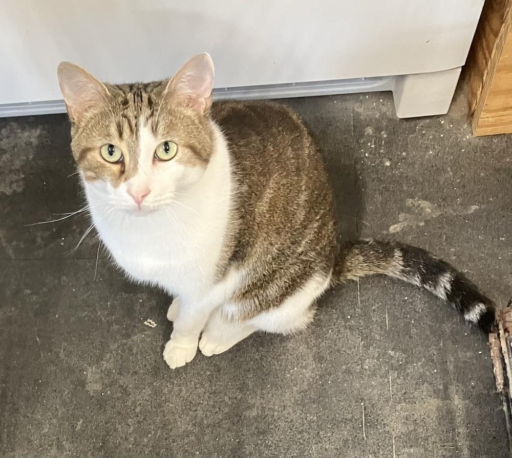 Enlarge Niko, a Adoptable Domestic Short Hair in Fayetteville, TN image 3/4