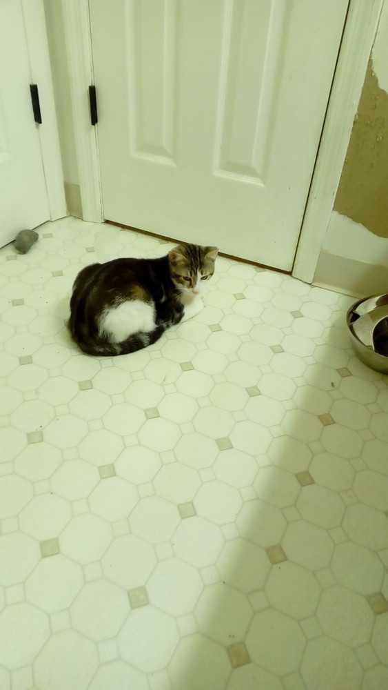 Enlarge Niko, a Adoptable Domestic Short Hair in Fayetteville, TN image 4/4