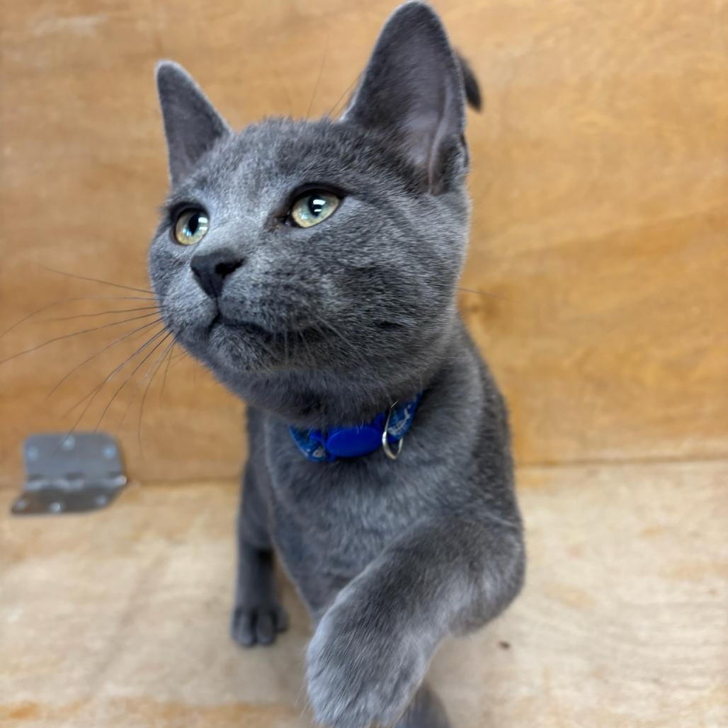 King Boo, a Adoptable Domestic Short Hair in Hopewell, VA image 1/3