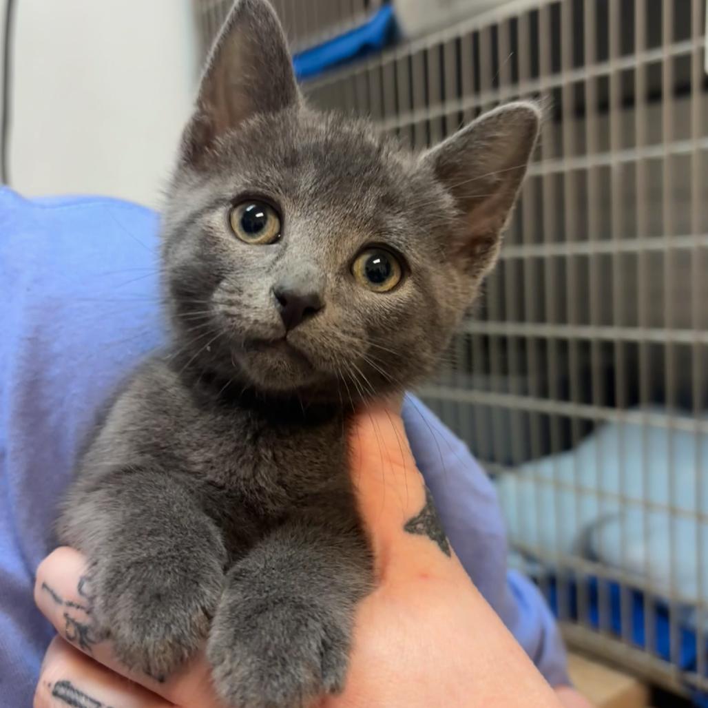 King Boo, a Adoptable Domestic Short Hair in Hopewell, VA image 2/3