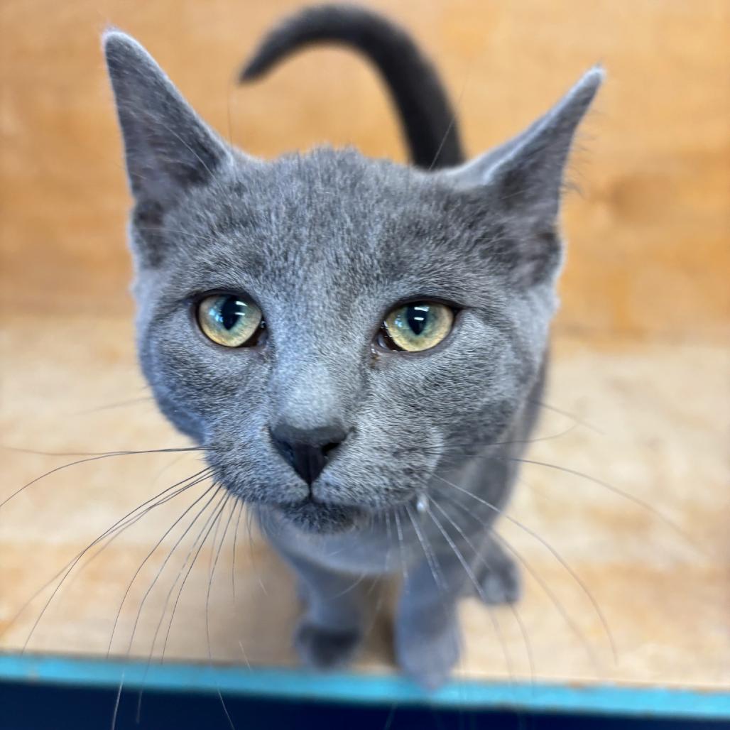 King Boo, a Adoptable Domestic Short Hair in Hopewell, VA image 3/3