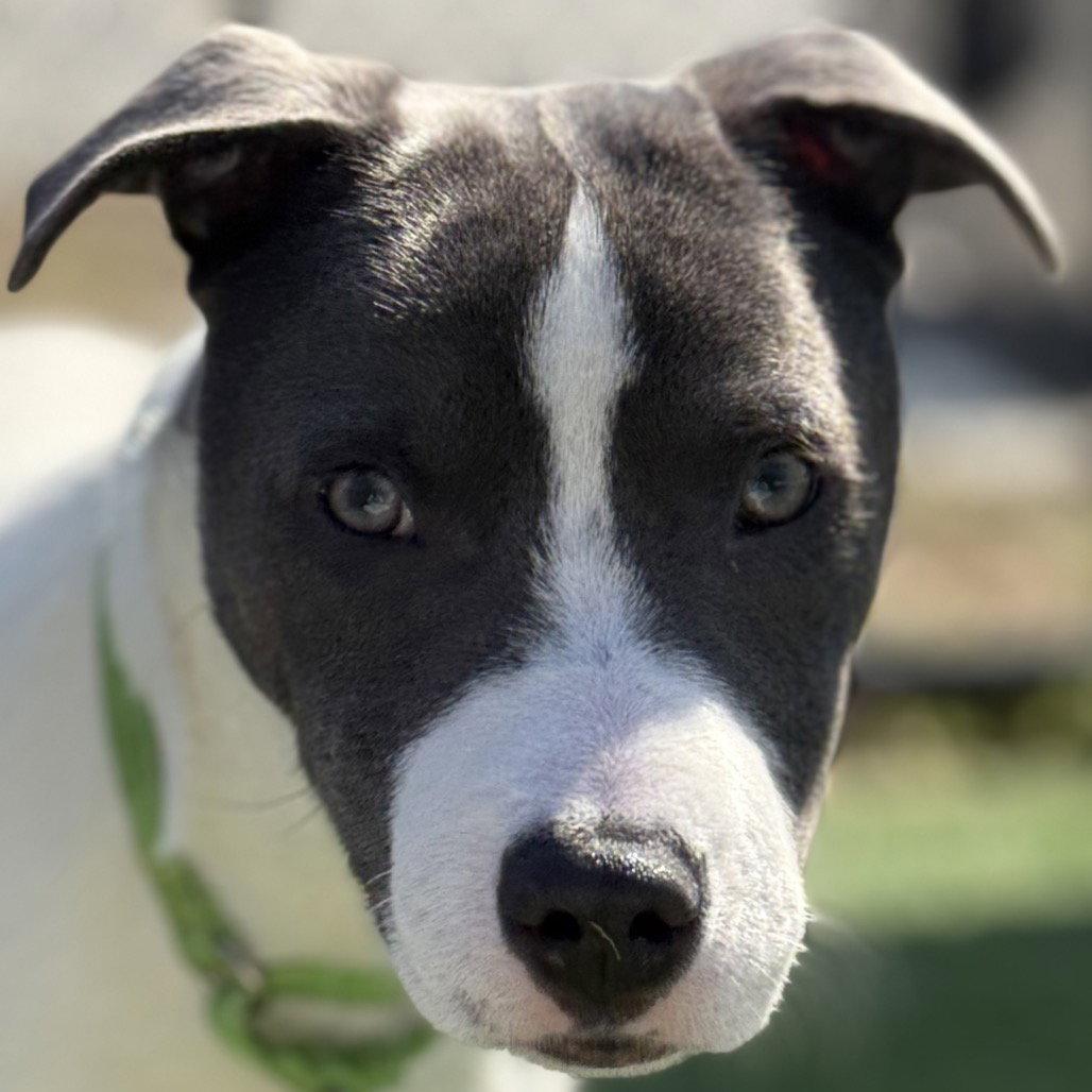 Magnus, Adoptable, Young Male Pit Bull Terrier.