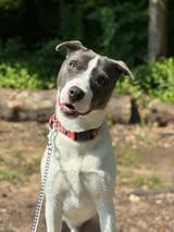 Magnus, a Adoptable Pit Bull Terrier in New Castle, DE image 2/3