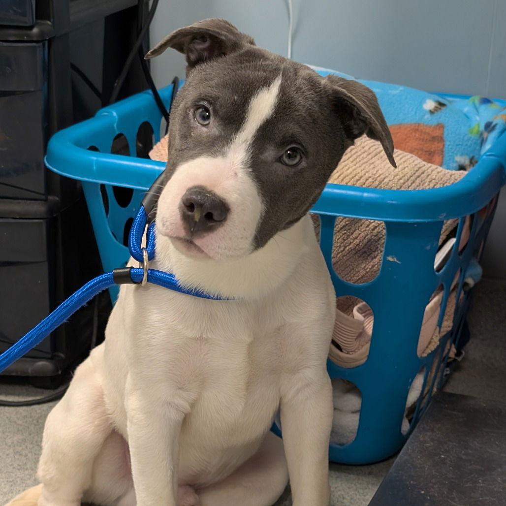 Magnus, a Adoptable Pit Bull Terrier in New Castle, DE image 2/2