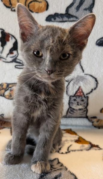 Enlarge Margarita (Marie), a ADOPTABLE Domestic Short Hair in Indianapolis, IN image 2/3