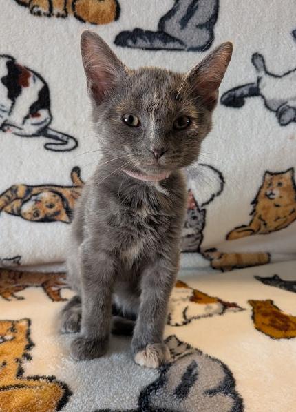 Enlarge Margarita (Marie), a ADOPTABLE Domestic Short Hair in Indianapolis, IN image 3/3