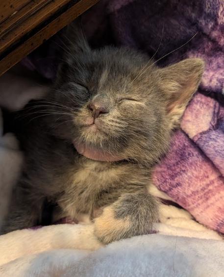 Margarita (Marie), ADOPTABLE, Kitten Female Domestic Short Hair.