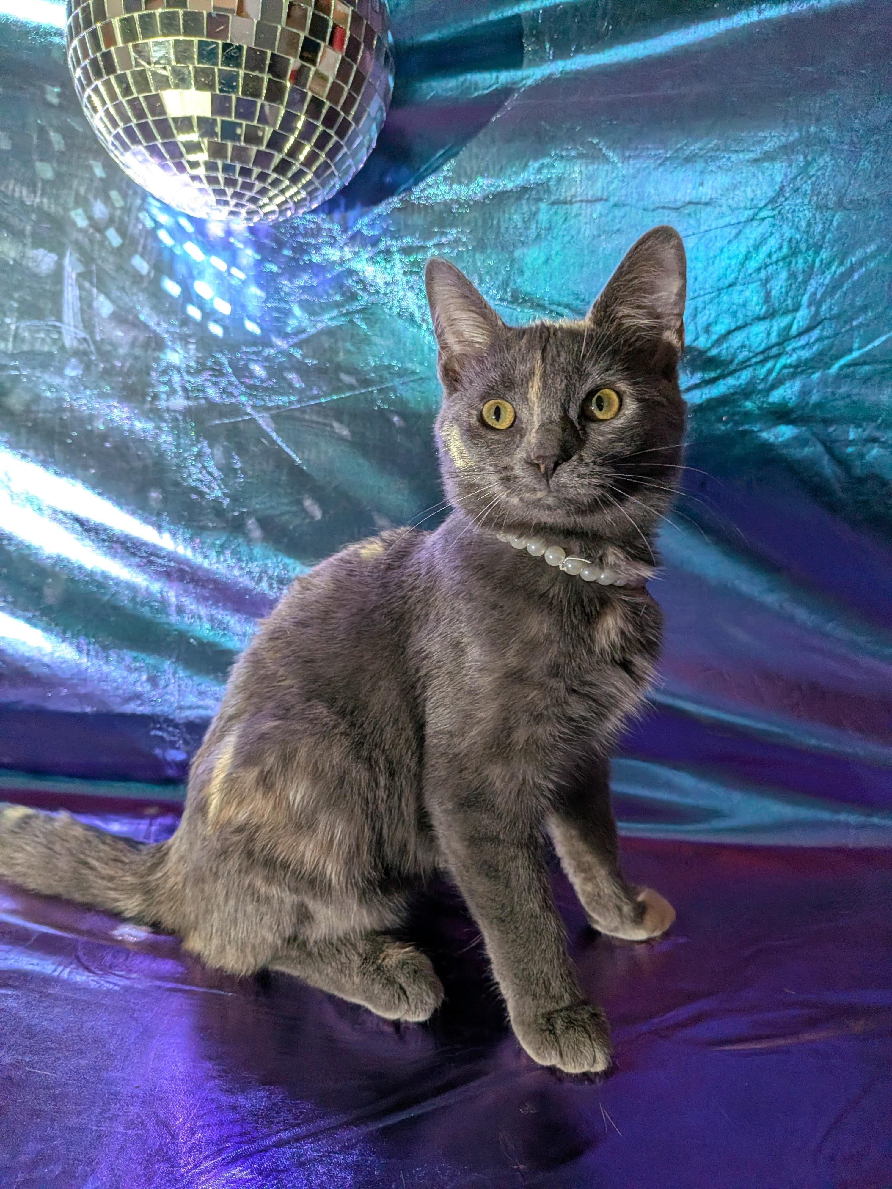 Margarita (Marie), Adopted, Kitten Female Domestic Short Hair.