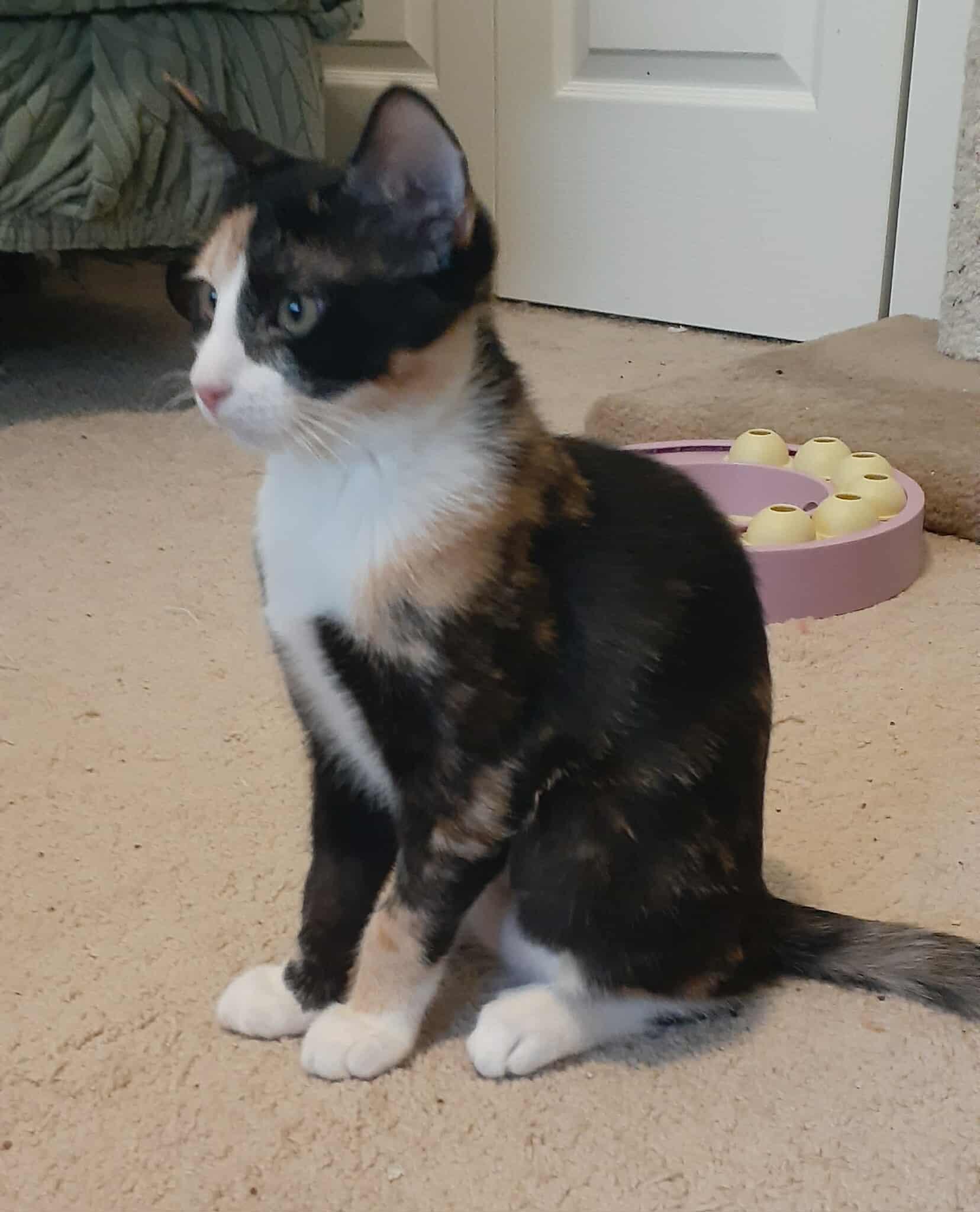 Enlarge Kiwi, a Adoptable mixed breed in Coppell, TX image 2/3