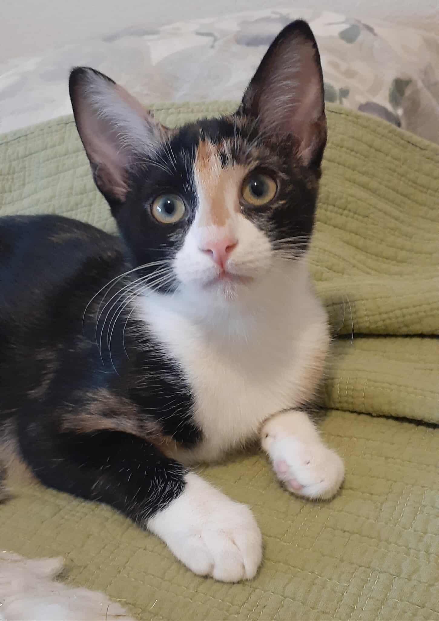 Enlarge Kiwi and Peaches, an adoptable mixed breed in Coppell, TX image 5/6