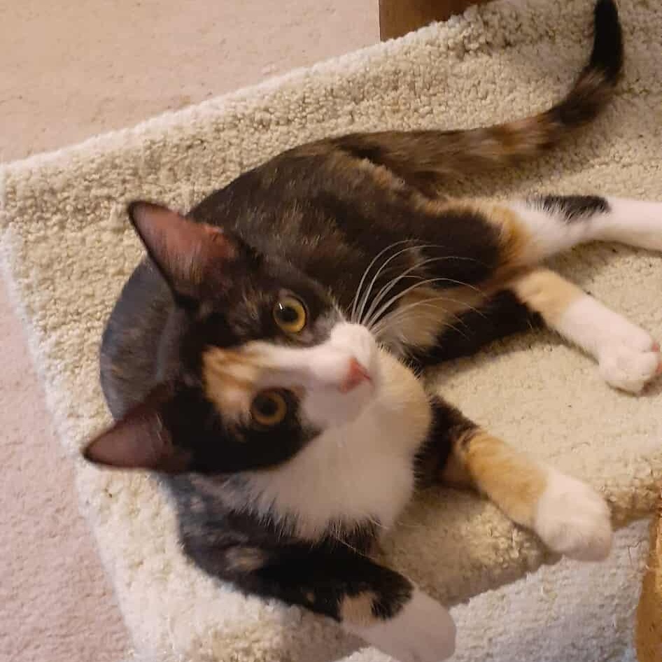 Enlarge Kiwi, a Adoptable mixed breed in Coppell, TX image 3/3