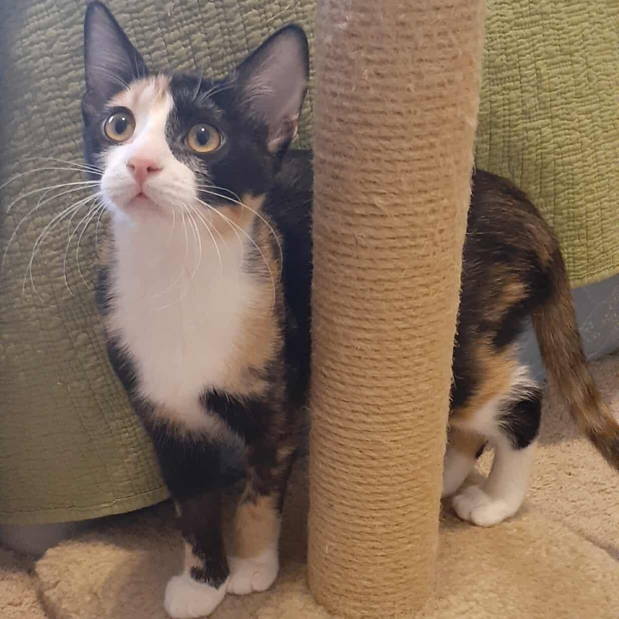 Kiwi, Adoptable, Kitten Female Domestic Short Hair & Calico.