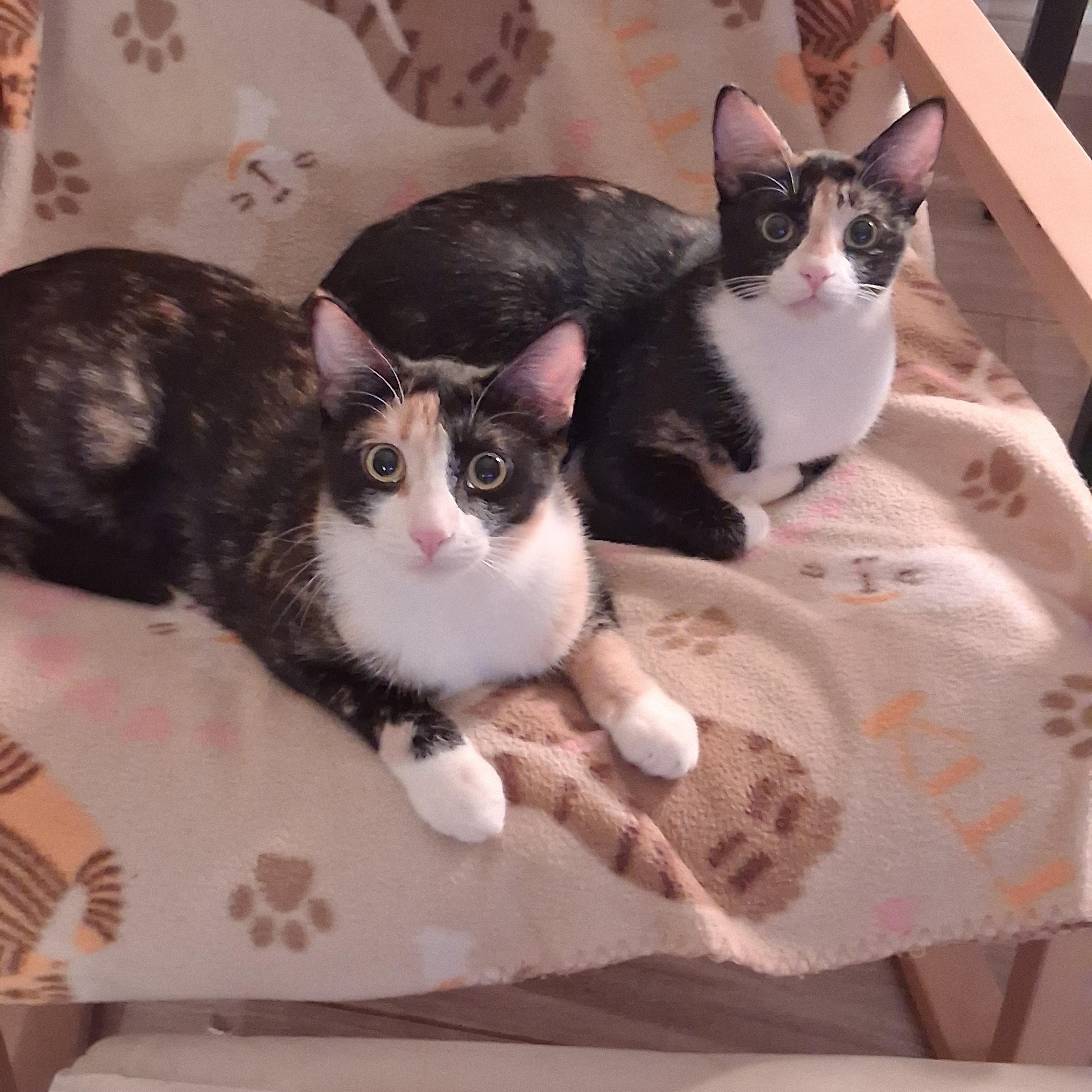 Enlarge Kiwi and Peaches, an adoptable mixed breed in Coppell, TX image 1/6